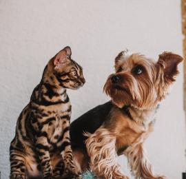gato y perro sentados juntos